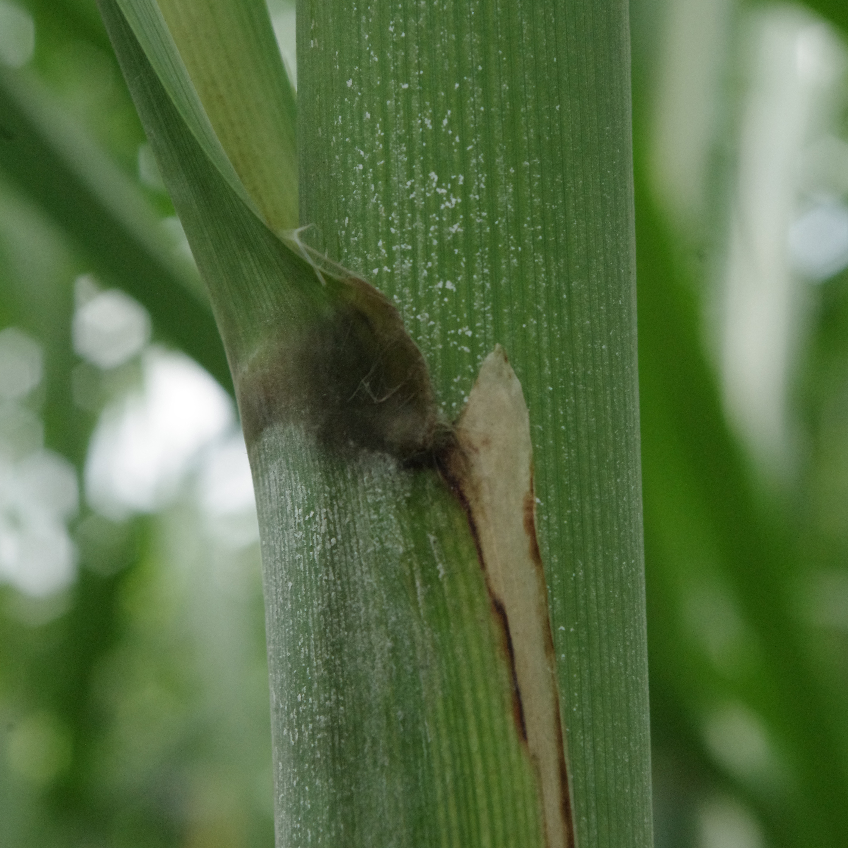 Auricle – Slight to moderate, necrotic.